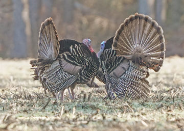 Two toms showing off